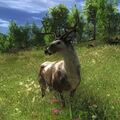 Species WT B piebald.jpg (103 KB) Male Piebald