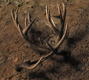 Shed reddeer antlers