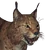 Eurasian Lynx