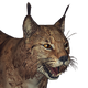 Eurasian Lynx