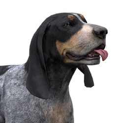 Coonhound collars online