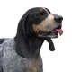 Bluetick coonhound light male.png (101 KB) Light Coat Male Visit store