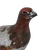 Willow Ptarmigan (no rares)