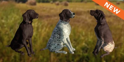 Pointer variations.png