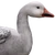 Snow Goose