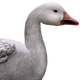 Snow goose male common