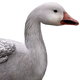 Snow Goose