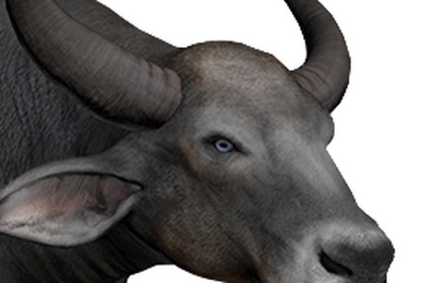 Banteng, TheHunter: Call of the Wild Wiki