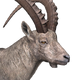 Alpine Ibex