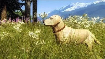 Dog_tutorial_-_Labrador_Retriever