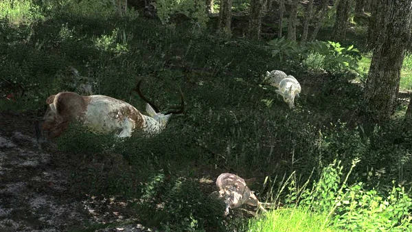 Rottenreaper piebald and albino elks
