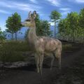 Species WT D albino.jpg (64 KB) Female Albino