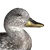Gadwall