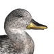 Gadwall