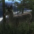 Species WT B albino.jpg (72 KB) Male Albino