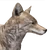 Coyote