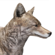 Coyote