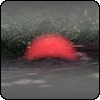 Current animal clue - Red