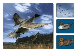 Species pintail