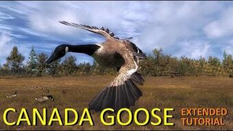 Canada Goose, The Hunter Wikia