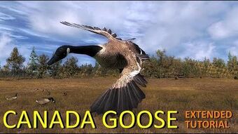 Canada goose web games 2025