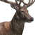Red Deer