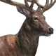 Red Deer