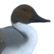 Northern Pintail