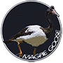 Magpie goose badge
