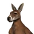 Red Kangaroo