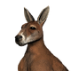 Red Kangaroo