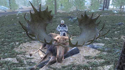 Trophy moose