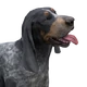 Bluetick coonhound dark female.png (100 KB) Dark Coat Female Visit store