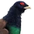 Wood Grouse