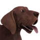 German pointer male brown