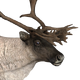 Reindeer male common