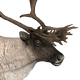 Reindeer