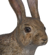 European Rabbit