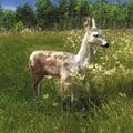 Species WT D piebald.jpg (111 KB) Female Piebald