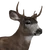Sitka Deer