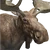 Moose