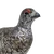 White-tailed Ptarmigan (no rares)