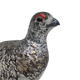 White-tailed Ptarmigan