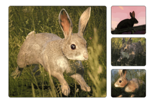 Cottontail rabbit