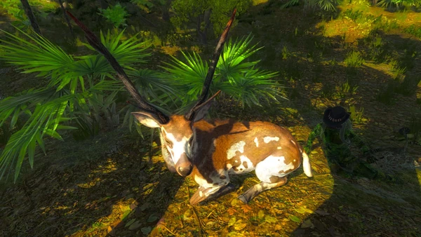 Markoarqueiro rares 1