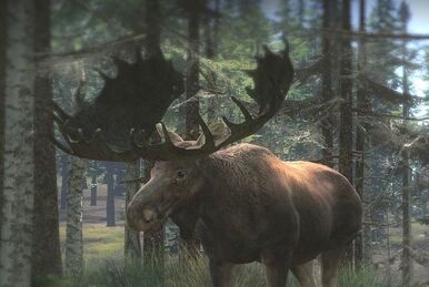 Banteng, TheHunter: Call of the Wild Wiki