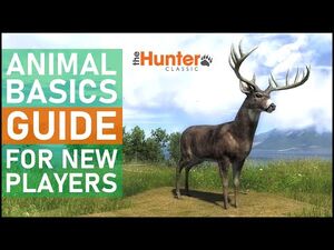 Animal_Basic_Guide_for_New_Players_-_theHunter_Classic