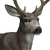 Mule Deer