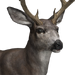 Mule deer male common.png