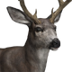 Mule Deer